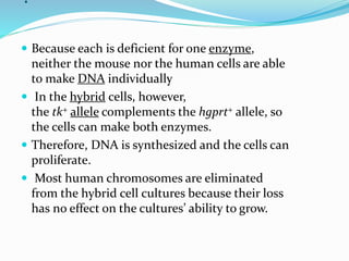 .
 Because each is deficient for one enzyme,
neither the mouse nor the human cells are able
to make DNA individually
 In the hybrid cells, however,
the tk+ allele complements the hgprt+ allele, so
the cells can make both enzymes.
 Therefore, DNA is synthesized and the cells can
proliferate.
 Most human chromosomes are eliminated
from the hybrid cell cultures because their loss
has no effect on the cultures’ ability to grow.
 