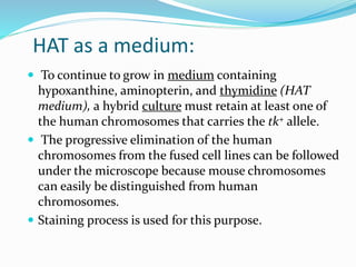 HAT as a medium:
 To continue to grow in medium containing
hypoxanthine, aminopterin, and thymidine (HAT
medium), a hybrid culture must retain at least one of
the human chromosomes that carries the tk+ allele.
 The progressive elimination of the human
chromosomes from the fused cell lines can be followed
under the microscope because mouse chromosomes
can easily be distinguished from human
chromosomes.
 Staining process is used for this purpose.
 