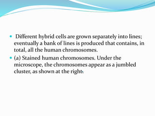 .
 Different hybrid cells are grown separately into lines;
eventually a bank of lines is produced that contains, in
total, all the human chromosomes.
 (a) Stained human chromosomes. Under the
microscope, the chromosomes appear as a jumbled
cluster, as shown at the right.
 