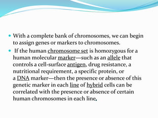 .
 With a complete bank of chromosomes, we can begin
to assign genes or markers to chromosomes.
 If the human chromosome set is homozygous for a
human molecular marker—such as an allele that
controls a cell-surface antigen, drug resistance, a
nutritional requirement, a specific protein, or
a DNA marker—then the presence or absence of this
genetic marker in each line of hybrid cells can be
correlated with the presence or absence of certain
human chromosomes in each line.
 