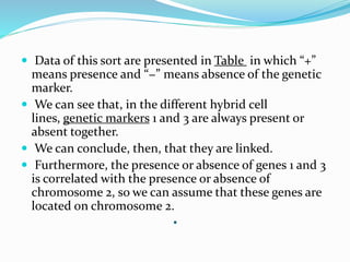 .
 Data of this sort are presented in Table in which “+”
means presence and “−” means absence of the genetic
marker.
 We can see that, in the different hybrid cell
lines, genetic markers 1 and 3 are always present or
absent together.
 We can conclude, then, that they are linked.
 Furthermore, the presence or absence of genes 1 and 3
is correlated with the presence or absence of
chromosome 2, so we can assume that these genes are
located on chromosome 2.
 
