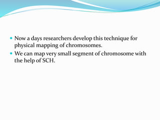  Now a days researchers develop this technique for
physical mapping of chromosomes.
 We can map very small segment of chromosome with
the help of SCH.
 