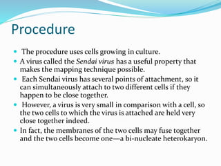Procedure
 The procedure uses cells growing in culture.
 A virus called the Sendai virus has a useful property that
makes the mapping technique possible.
 Each Sendai virus has several points of attachment, so it
can simultaneously attach to two different cells if they
happen to be close together.
 However, a virus is very small in comparison with a cell, so
the two cells to which the virus is attached are held very
close together indeed.
 In fact, the membranes of the two cells may fuse together
and the two cells become one—a bi-nucleate heterokaryon.
 