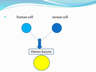 .
 human cell mouse cell
Hetero-karyon
 