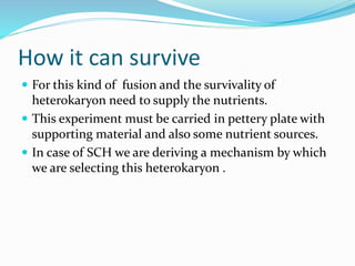 How it can survive
 For this kind of fusion and the survivality of
heterokaryon need to supply the nutrients.
 This experiment must be carried in pettery plate with
supporting material and also some nutrient sources.
 In case of SCH we are deriving a mechanism by which
we are selecting this heterokaryon .
 