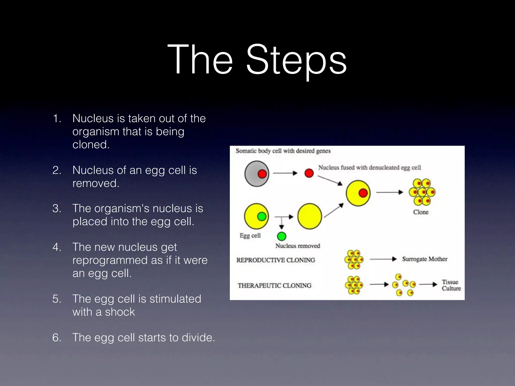 The Steps
1. Nucleus is taken out of the
   organism that is being
   cloned.

2. Nucleus of an egg cell is
   removed.

3. The organism's nucleus is
   placed into the egg cell.

4. The new nucleus get
   reprogrammed as if it were
   an egg cell.

5. The egg cell is stimulated
   with a shock

6. The egg cell starts to divide.
 