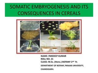 SOMATIC EMBRYOGENESIS AND ITS
CONSEQUENCES IN CEREALS
NAME: PARDEEP KUMAR
ROLL NO. 21
CLASS: M.Sc. (Hons.) BOTANY 2nd Yr.
DEPARTMENT OF BOTANY, PANJAB UNIVERSITY,
CHANDIGARH.
 