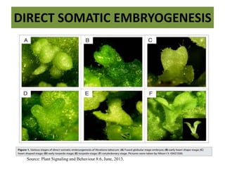 DIRECT SOMATIC EMBRYOGENESIS
Source: Plant Signaling and Behaviour 8:6, June, 2013.
 