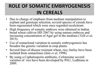 ROLE OF SOMATIC EMBRYOGENESIS
IN CEREALS
• Due to change of emphasis from medium manipulation to
explant and genotype selection, several species of cereals have
been regenerated which were once regarded recalcitrant.
• High frequency of somatic embryos were obtained in Indian
bread wheat cultivar HD 2967 by using mature embryos and
increasing concentration of Agar gel in the medium ( Gill et al,
2015).
• Use of somaclonal variation in somatic embryogenesis has
broaden the genetic variation in crop plants.
• Several lines of disease resistant wheat, rice, barley have been
isolated from somaclones (Jain et al, 1998).
• By using a Cephalosporin antibiotic, Cefotaxime several
varieties of rice have been developed by PAU, Ludhiana in
2009.
 