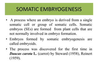 SOMATIC EMBRYOGENESIS
• A process where an embryo is derived from a single
somatic cell or group of somatic cells. Somatic
embryos (SEs) are formed from plant cells that are
not normally involved in embryo formation.
• Embryos formed by somatic embryogenesis are
called embryoids.
• The process was discovered for the first time in
Daucas carota L. (carrot) by Steward (1958), Reinert
(1959).
 