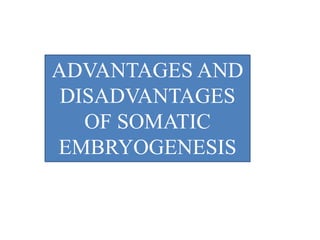 ADVANTAGES AND
DISADVANTAGES
OF SOMATIC
EMBRYOGENESIS
 