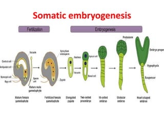 Somatic embryogenesis
 