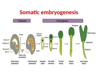 somatic embryogenesis Abhishek kumar verma.pptx