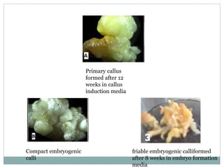 Compact Calli somatic embryogenesis in palm species.pptx
