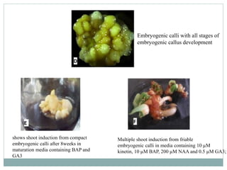 Compact Calli somatic embryogenesis in palm species.pptx