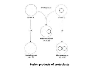 Fusion products of protoplasts
 