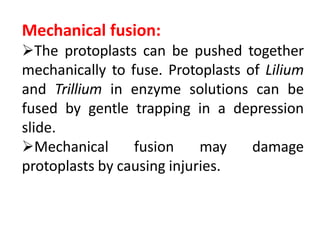 Mechanical fusion:
The protoplasts can be pushed together
mechanically to fuse. Protoplasts of Lilium
and Trillium in enzyme solutions can be
fused by gentle trapping in a depression
slide.
Mechanical fusion may damage
protoplasts by causing injuries.
 