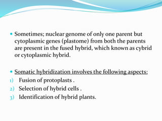  Sometimes; nuclear genome of only one parent but
cytoplasmic genes (plastome) from both the parents
are present in the fused hybrid, which known as cybrid
or cytoplasmic hybrid.
 Somatic hybridization involves the following aspects:
1) Fusion of protoplasts .
2) Selection of hybrid cells .
3) Identification of hybrid plants.
 