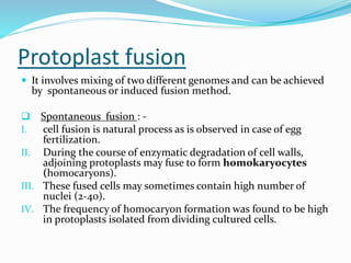 Protoplast fusion
 It involves mixing of two different genomes and can be achieved
by spontaneous or induced fusion method.
 Spontaneous fusion : -
I. cell fusion is natural process as is observed in case of egg
fertilization.
II. During the course of enzymatic degradation of cell walls,
adjoining protoplasts may fuse to form homokaryocytes
(homocaryons).
III. These fused cells may sometimes contain high number of
nuclei (2-40).
IV. The frequency of homocaryon formation was found to be high
in protoplasts isolated from dividing cultured cells.
 