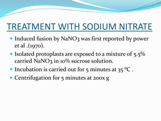 TREATMENT WITH SODIUM NITRATE
 Induced fusion by NaNO3 was first reported by power
et al .(1970).
 Isolated protoplasts are exposed to a mixture of 5.5%
carried NaNO3 in 10% sucrose solution.
 Incubation is carried out for 5 minutes at 35 ⁰C .
 Centrifugation for 5 minutes at 200x g
 