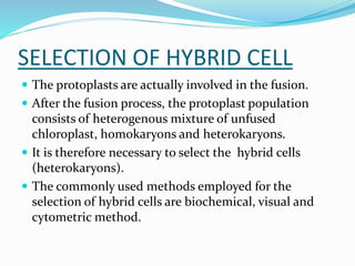SELECTION OF HYBRID CELL
 The protoplasts are actually involved in the fusion.
 After the fusion process, the protoplast population
consists of heterogenous mixture of unfused
chloroplast, homokaryons and heterokaryons.
 It is therefore necessary to select the hybrid cells
(heterokaryons).
 The commonly used methods employed for the
selection of hybrid cells are biochemical, visual and
cytometric method.
 