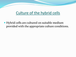  Hybrid cells are cultured on suitable medium
provided with the appropriate culture conditions.
Culture of the hybrid cells
 
