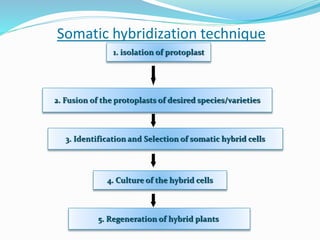 Somatic hybridization technique
1. isolation of protoplast
2. Fusion of the protoplasts of desired species/varieties
3. Identification and Selection of somatic hybrid cells
4. Culture of the hybrid cells
5. Regeneration of hybrid plants
 