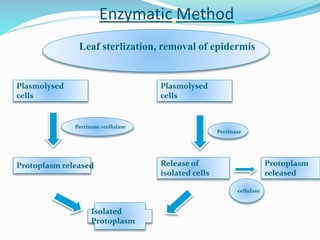 Enzymatic Method
Leaf sterlization, removal of epidermis
Plasmolysed
cells
Plasmolysed
cells
Pectinase +cellulase
Pectinase
Protoplasm released Release of
isolated cells
cellulase
Protoplasm
released
Isolated
Protoplasm
 