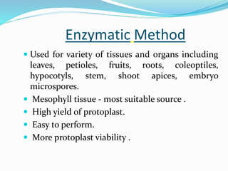 Enzymatic Method
 Used for variety of tissues and organs including
leaves, petioles, fruits, roots, coleoptiles,
hypocotyls, stem, shoot apices, embryo
microspores.
 Mesophyll tissue - most suitable source .
 High yield of protoplast.
 Easy to perform.
 More protoplast viability .
 