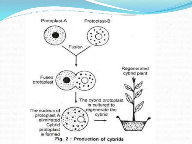 somatic hybridization ppt Protoplast fusion and somatic hybridization | biotechnology.