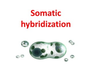 Somatic
hybridization
 