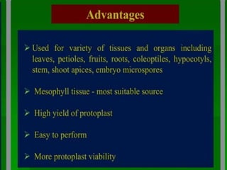 somatic hybridization.pptx