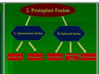 somatic hybridization.pptx