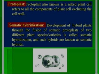 somatic hybridization.pptx