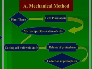 somatic hybridization.pptx