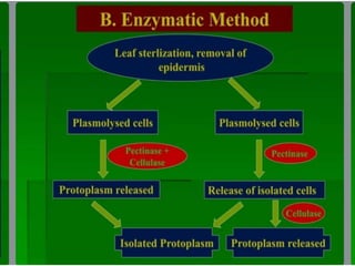 somatic hybridization.pptx