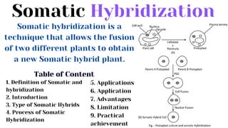 Somatic Hybridization
Somatic hybridization is a
technique that allows the fusion
of two different plants to obtain
a new Somatic hybrid plant.
Table of Content
Table of Content
Table of Content
1. Definition of Somatic and
hybridization
2. Introduction
3. Type of Somatic Hybrids
4. Process of Somatic
Hybridization
5. Applications
6. Application
7. Advantages
8. Limitation
9. Practical
achievement
 