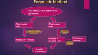 Enzymatic Method
Leaf sterlization, removal of
epidermis
Plasmolysed
cells
Plasmolysed
cells
Pectinase + cellulase Pectinase
Protoplasm released
Release of
isolated cells
cellulase
Protoplasm
released
Isolated
Protoplasm
 