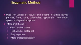 Enzymatic Method
 Used for variety of tissues and organs including leaves,
petioles, fruits, roots, coleoptiles, hypocotyls, stem, shoot
apices, embryo microspores
 Mesophyll tissue –
1. most suitable source
2. High yield of protoplast
3. Easy to perform
4. More protoplast viability
 
