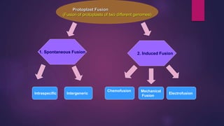 Protoplast Fusion
(Fusion of protoplasts of two different genomes)
1. Spontaneous Fusion 2. Induced Fusion
Intraspecific Intergeneric Electrofusion
Mechanical
Fusion
Chemofusion
 