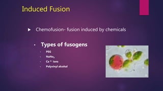 Induced Fusion
 Chemofusion- fusion induced by chemicals
• Types of fusogens
• PEG
• NaNo3
• Ca 2+ ions
• Polyvinyl alcohal
 