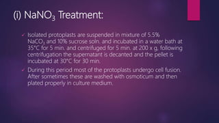 (i) NaNO3 Treatment:
 Isolated protoplasts are suspended in mixture of 5.5%
NaCO3 and 10% sucrose soln. and incubated in a water bath at
35°C for 5 min. and centrifuged for 5 min. at 200 x g, following
centrifugation the supernatant is decanted and the pellet is
incubated at 30°C for 30 min.
 During this period most of the protoplasts undergo cell fusion.
After sometimes these are washed with osmoticum and then
plated properly in culture medium.
 
