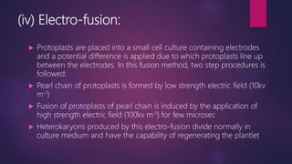 (iv) Electro-fusion:
 Protoplasts are placed into a small cell culture containing electrodes
and a potential difference is applied due to which protoplasts line up
between the electrodes. In this fusion method, two step procedures is
followed:
 Pearl chain of protoplasts is formed by low strength electric field (10kv
m-1)
 Fusion of protoplasts of pearl chain is induced by the application of
high strength electric field (100kv m-1) for few microsec
 Heterokaryons produced by this electro-fusion divide normally in
culture medium and have the capability of regenerating the plantlet
 