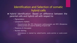 Identification and Selection of somatic
hybrid cells
 Hybrid identification- Based on difference between the
parental cells and hybrid cell with respect to
• Pigmentation
• Cytoplasmic markers
• Fluorochromes like FITC (fluoroscein isothiocyanate) and RITC (Rhodamine
isothiocyanate) are used for labelling of hybrid cells
• Presence of chloroplast
• Nuclear staining
• Heterokaryon is stained by carbol-fuschin, aceto-carmine or aceto-orcein
stain
 