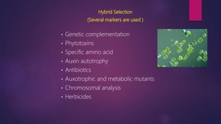 Hybrid Selection
(Several markers are used )
• Genetic complementation
• Phytotoxins
• Specific amino acid
• Auxin autotrophy
• Antibiotics
• Auxotrophic and metabolic mutants
• Chromosomal analysis
• Herbicides
 