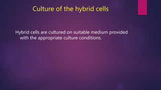 Culture of the hybrid cells
Hybrid cells are cultured on suitable medium provided
with the appropriate culture conditions.
 