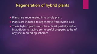 Regeneration of hybrid plants
 Plants are regenerated into whole plant.
 Plants are induced to regenerate from hybrid calli
 These hybrid plants must be at least partially fertile,
in addition to having some useful property, to be of
any use in breeding schemes.
 