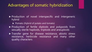 Advantages of somatic hybridization
 Production of novel interspecific and intergeneric
hybrid
 Pomato (Hybrid of potato and tomato)
 Production of fertile diploids and polypoids from
sexually sterile haploids, triploids and aneuploids
 Transfer gene for disease resistance, abiotic stress
resistance, herbicide resistance and many other
quality characters
 