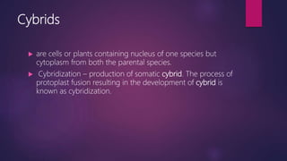 Cybrids
 are cells or plants containing nucleus of one species but
cytoplasm from both the parental species.
 Cybridization – production of somatic cybrid. The process of
protoplast fusion resulting in the development of cybrid is
known as cybridization.
 