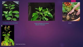 New Murcott + Dancy somatic hybrid Somatic cybrid plant of Lee hybrid
(Murcott x Clementine)
pomato
Night shade and tobaco
 